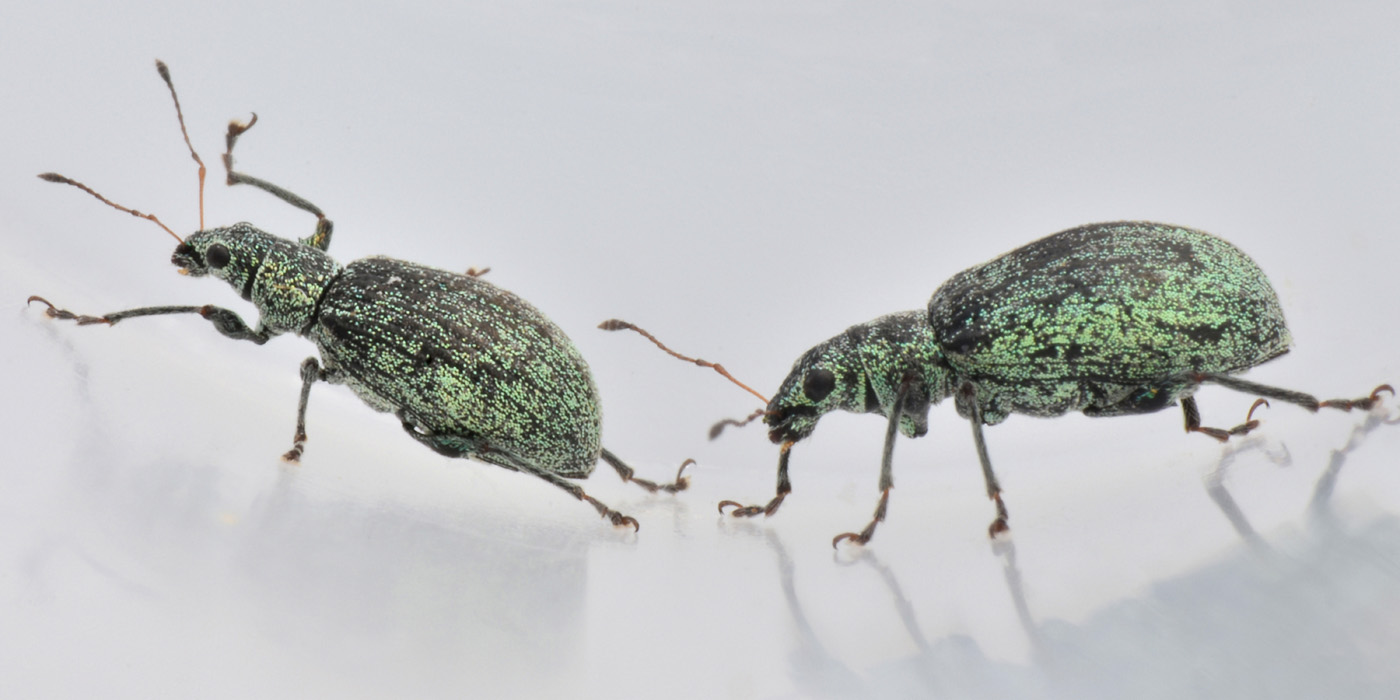 Curculionidae: Phyllobius sp?  No, Polydrusus cervinus, femmina